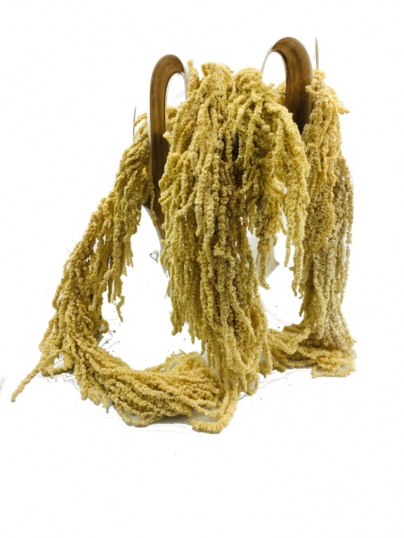 Preserved Amaranthus - Color Ecru